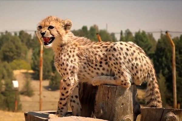 تصویر