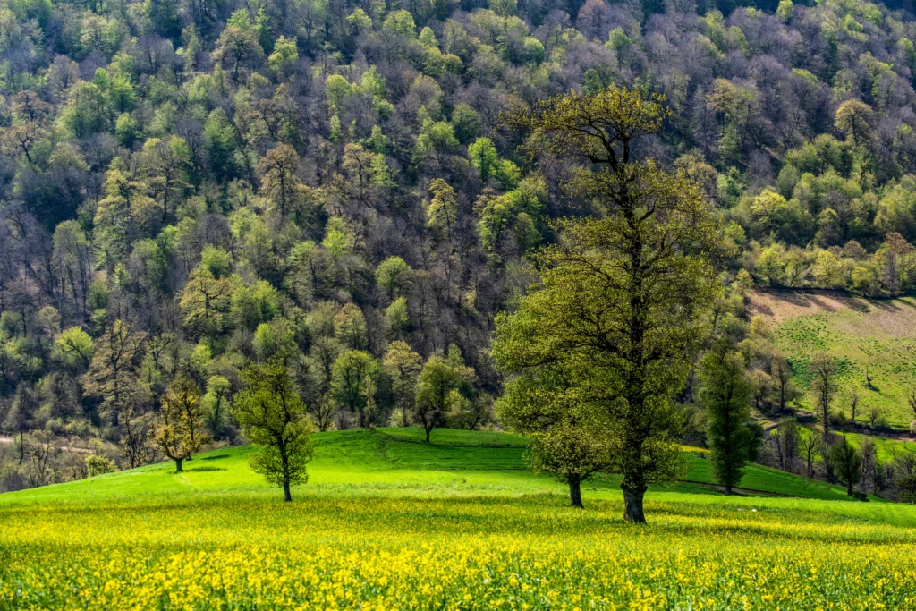 تصویر